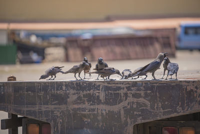 Birds perching on a roof