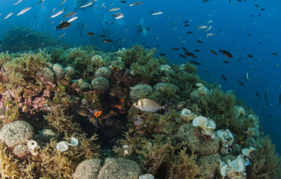 Fish swimming in sea