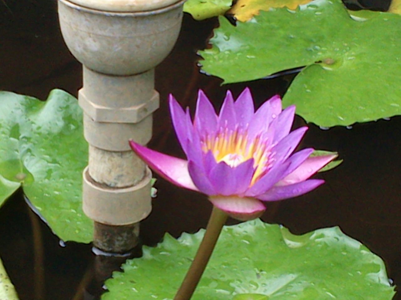 flower, petal, water lily, flower head, freshness, pond, fragility, lotus water lily, water, leaf, floating on water, beauty in nature, single flower, growth, plant, close-up, nature, blooming, high angle view, lake