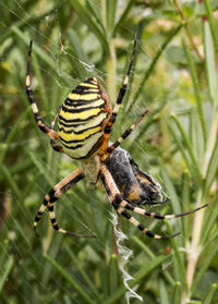 A large wasp spider eats a beetle in a spider's web between meadows