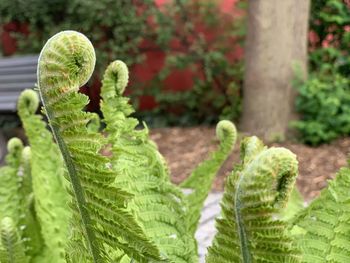 Close-up of succulent plant in garden