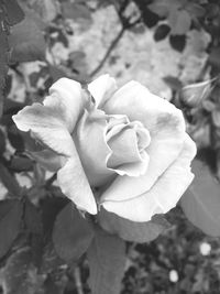 Close-up of rose blooming