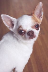 Portrait of chihuahua on floor at home