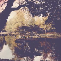 Reflection of trees in lake against sky