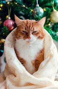 Portrait of a red cat wrapped ina blanket with snowflakes on the background of a christmas tree.