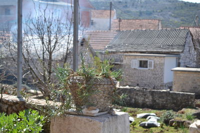 Old house with trees in background