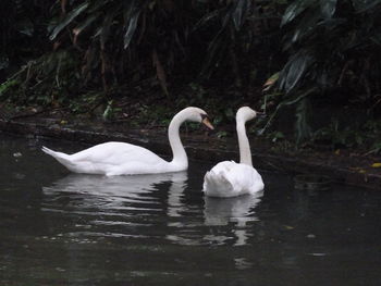 Swans swimming in lake