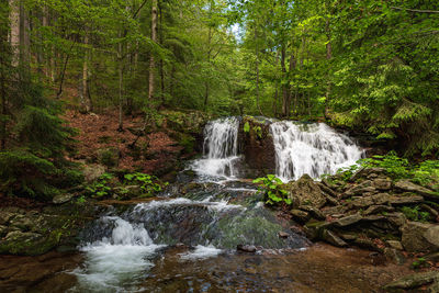 Scenic view of waterfall in forest