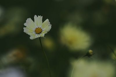 Close-up of cosmos flower blooming outdoors