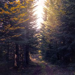 Trees in forest during autumn