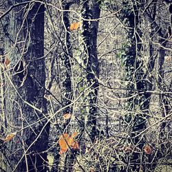 Bare trees in forest