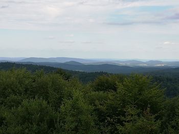 Scenic view of forest against sky