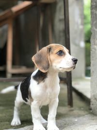 Close-up of dog looking away