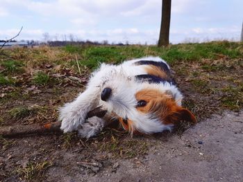 Dog lying on land