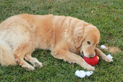 Golden retriever sitting on field