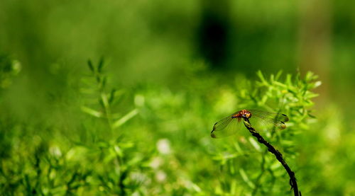 Close-up of insect on plant