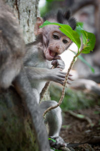 Monkey sitting on a tree