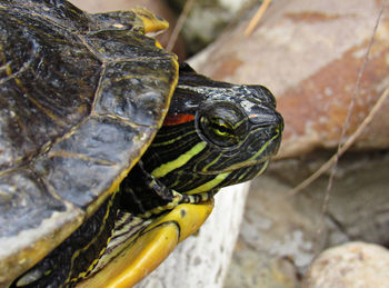 Close-up of turtle on rock