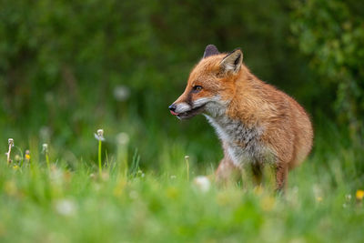 Close-up of an animal on grass