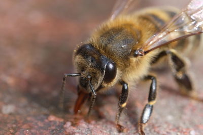 Close-up of bee