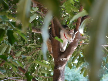 Low angle view of cat on tree