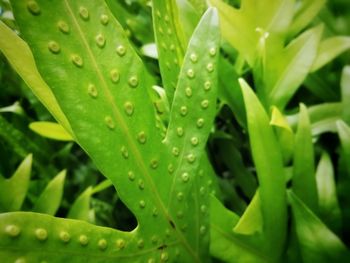 Full frame shot of raindrops on leaf
