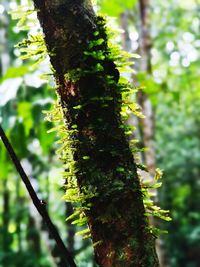 Low angle view of moss growing on tree trunk