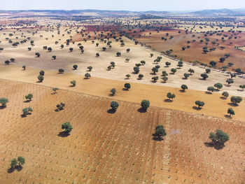 High angle view of agricultural field