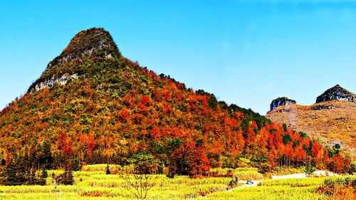 Scenic view of autumn trees against clear sky