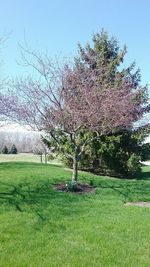 Trees growing on grassy field