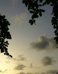 Low angle view of trees against sky