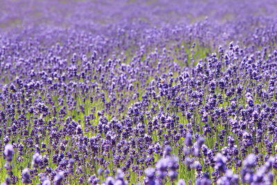 Full frame shot of purple lavender flowers