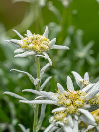 Close-up of white flowering plant