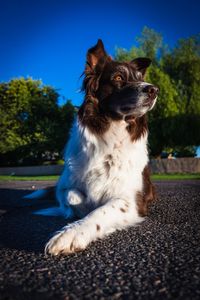 Close-up of a dog looking away