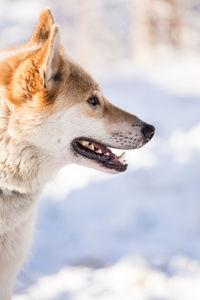 Close-up of dog against sky