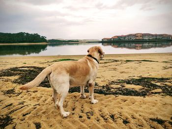 Dog on the beach