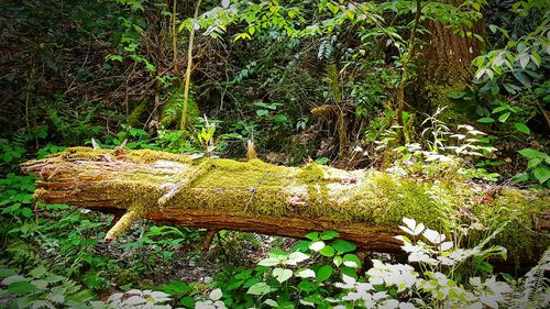 Trees growing in forest