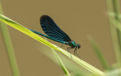 Close-up of an insect on a plant