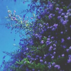 Close-up of purple flowers on tree