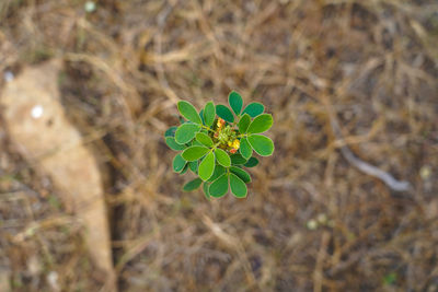 High angle view of small plant growing on field