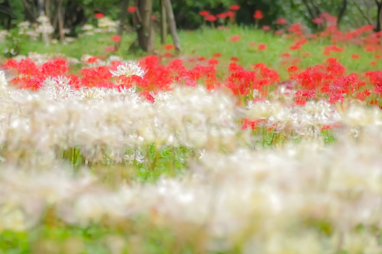 flower, nature, growth, red, fragility, selective focus, plant, beauty in nature, freshness, outdoors, grass, no people, day, poppy, blooming, close-up, flower head