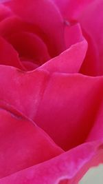 Close-up of pink flower