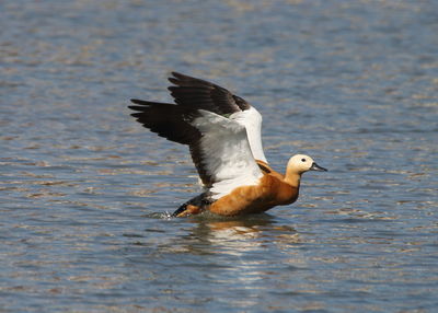 Seagull flying over lake