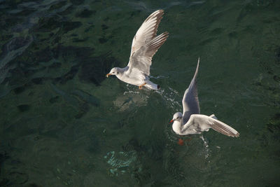 High angle view of seagull flying over lake