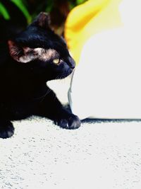 Close-up of black cat