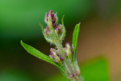 Close-up of pink flower bud