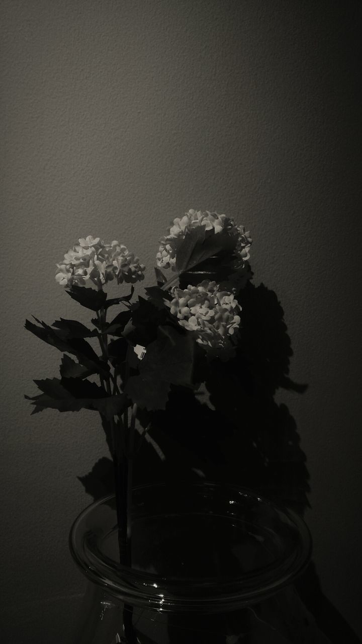 flower, vase, indoors, table, fragility, freshness, no people, plant, growth, petal, nature, flower head, close-up, studio shot, beauty in nature, day