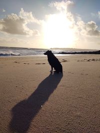 View of dog on beach