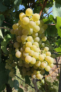 Fruits growing in vineyard