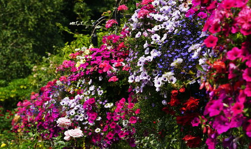 Close-up of pink flowers blooming outdoors